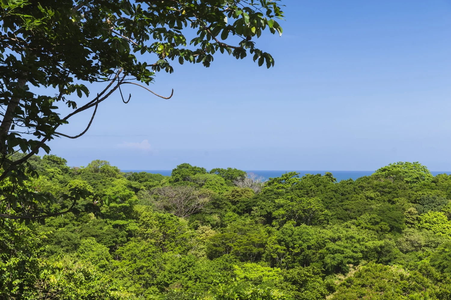 Ocean view beyond the tropical forest
