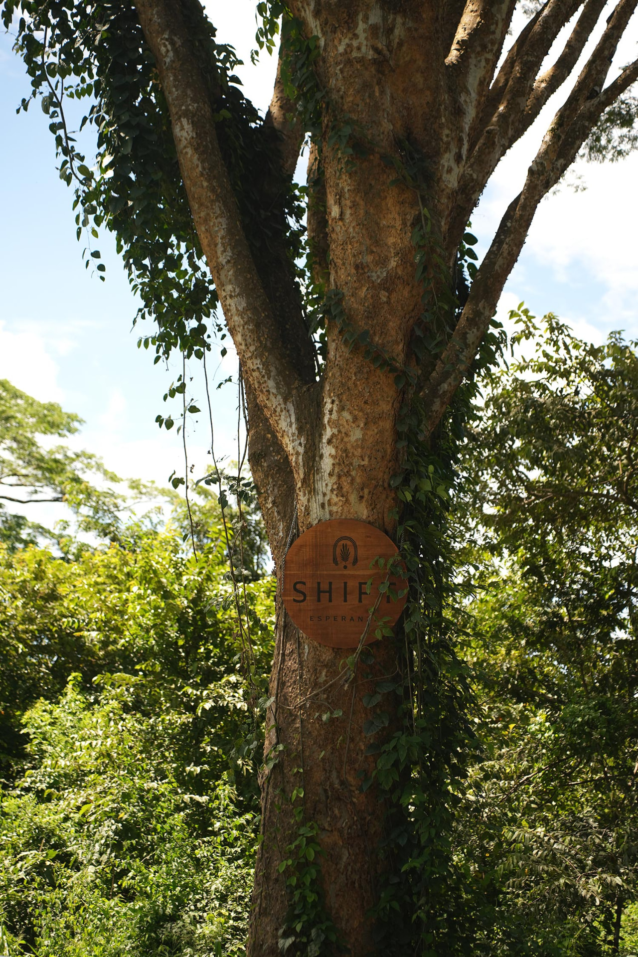 A large tree with a carved wooden Shift Esperanza sign at Shift Esperanza