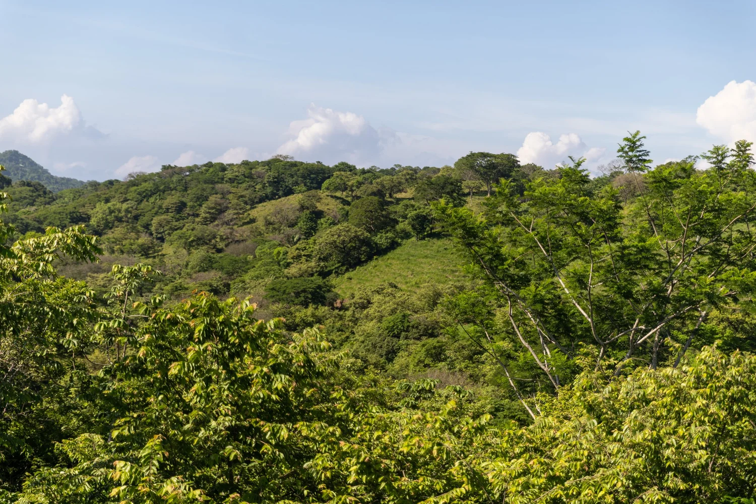 Bosque verde en Shift Esperanza