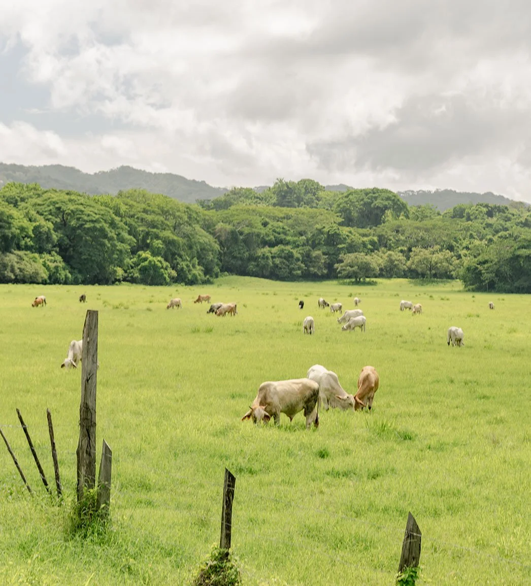 Tierra y naturaleza en Nosara