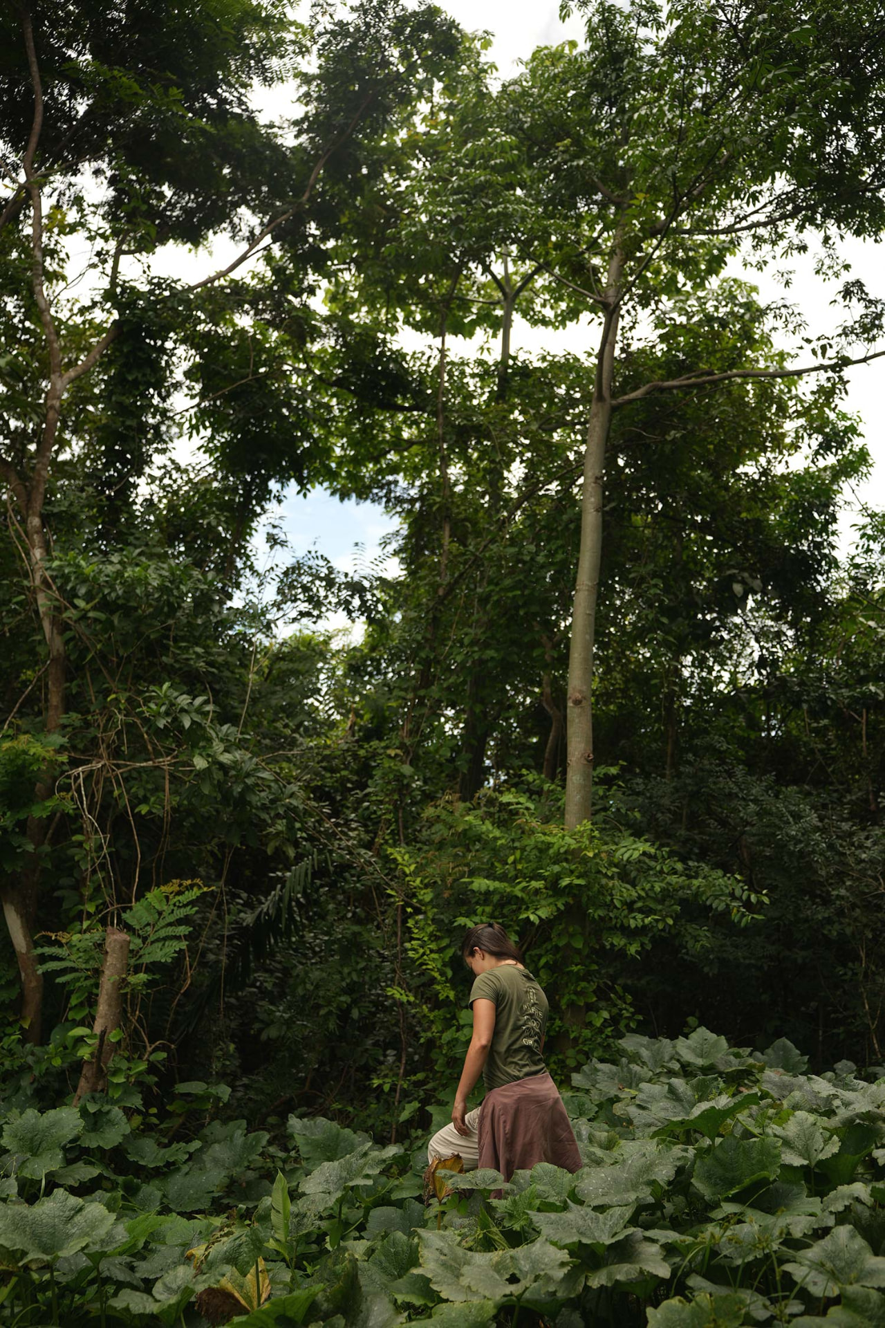 A person walking through lush native planting at Shift Esperanza