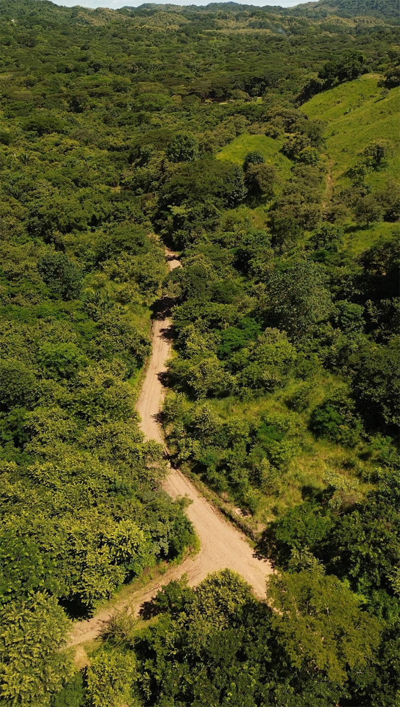 Native planting and reforestation across the property