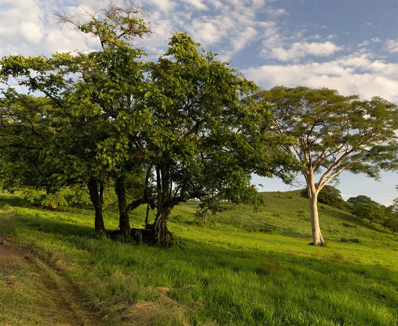 Lush green landscape in Nosara